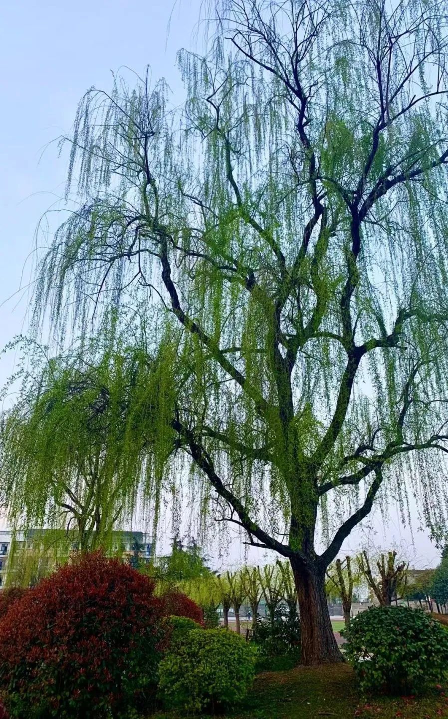 四川省成都市郫都区第三中学校聘教师招聘公告