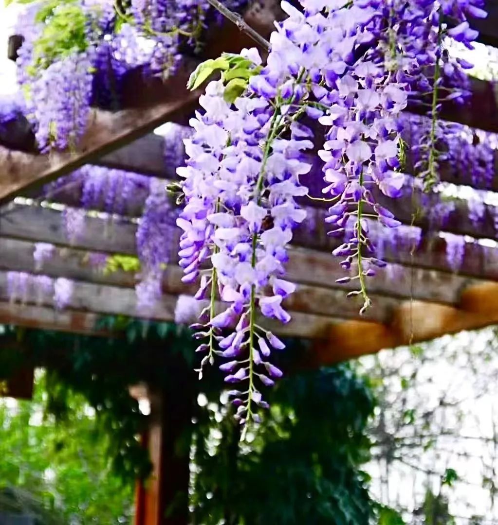 四川省成都市郫都区第三中学校聘教师招聘公告